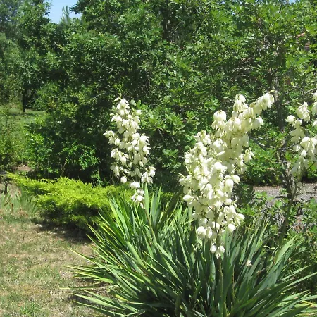 Bellegarde Oda ve Kahvaltı 3*